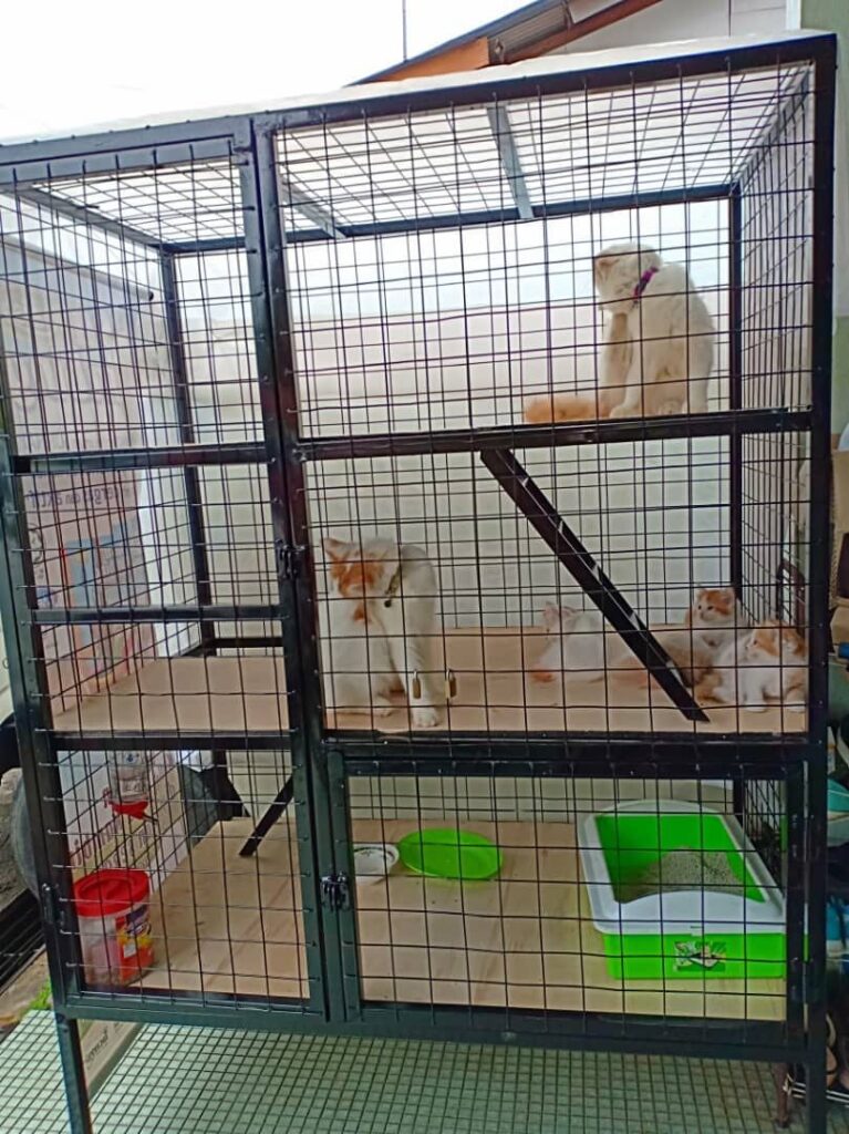 Kandang Kucing