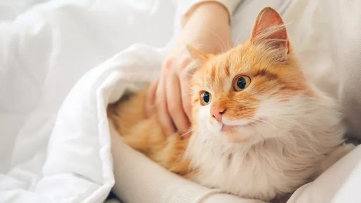 Merawat Kucing di rumah