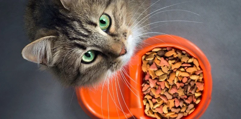 makanan kucing